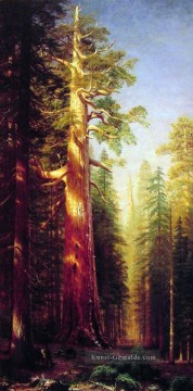  Bierstadt Malerei - Die großen Bäume Albert Bierstadt